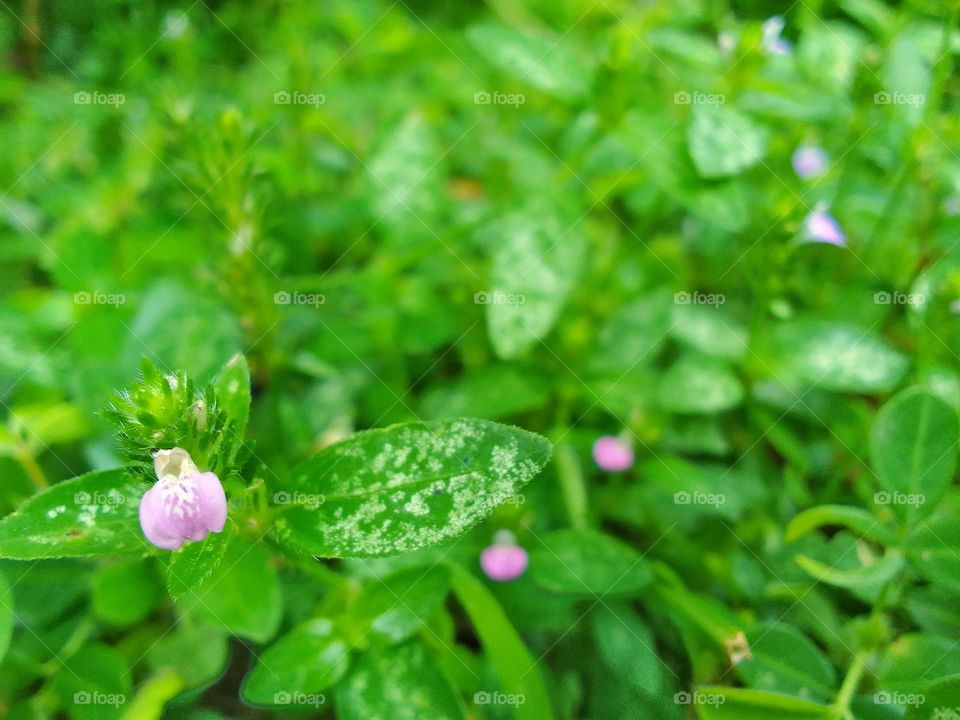natural flower 🍃🌺