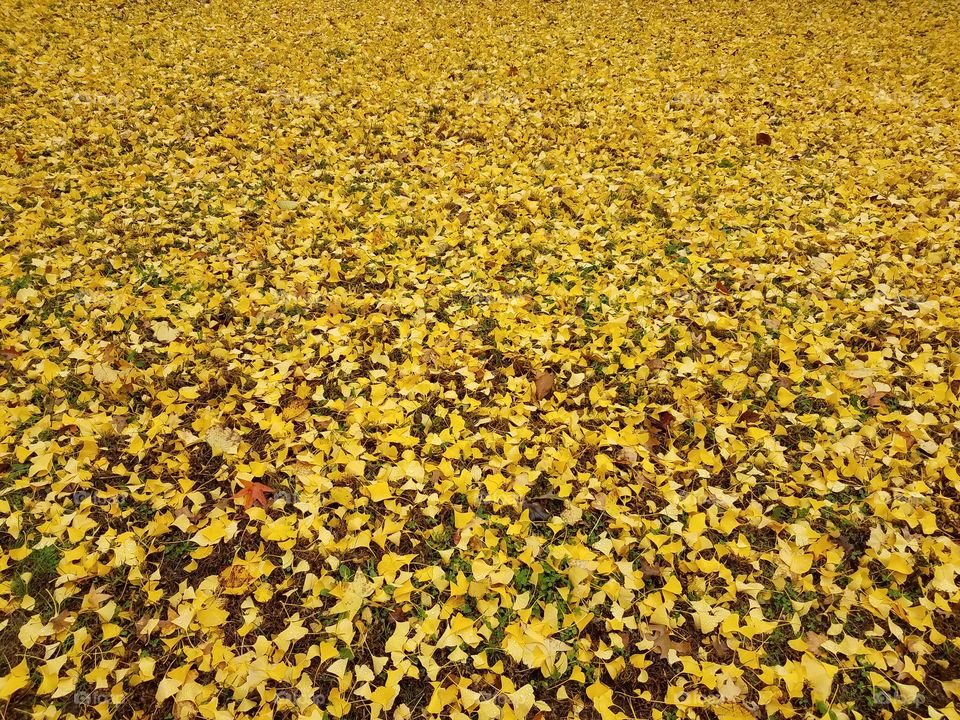 As the autumn season winds down these yellow leaves, remnants of the fall foliage blanket the ground with natural beauty.