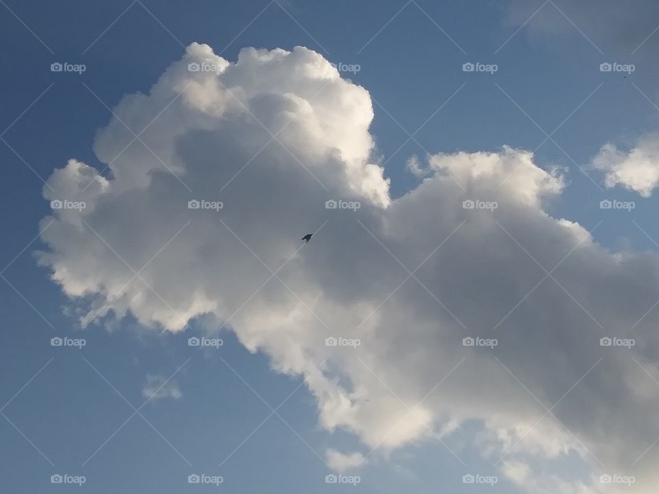 bird lost in a cloud