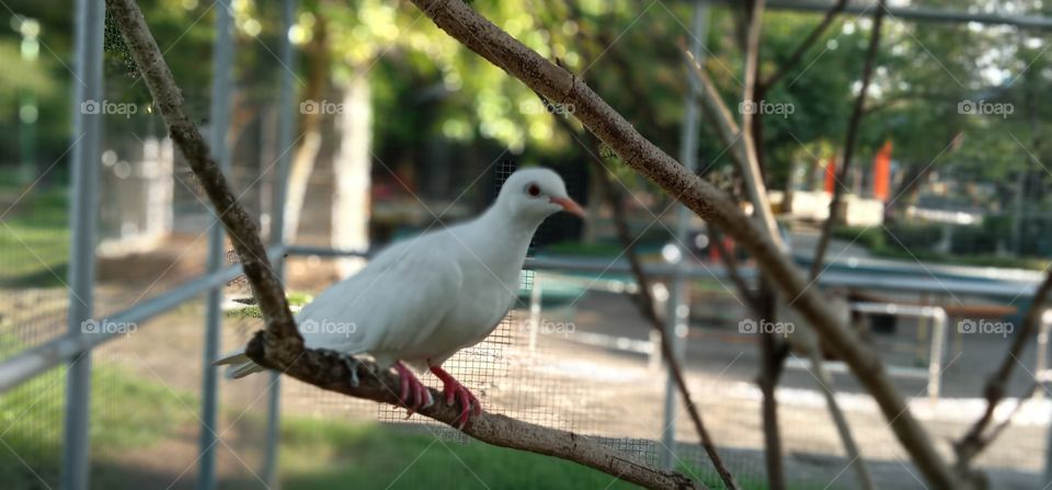 Birds ( Streptopelia risoria )