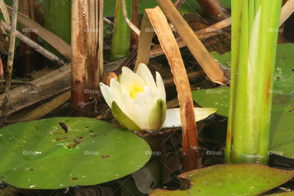 Hidden Beauty by reeds