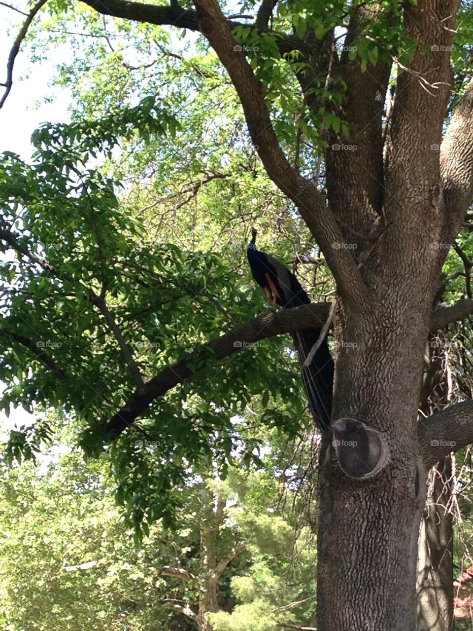 Peacock in a tree