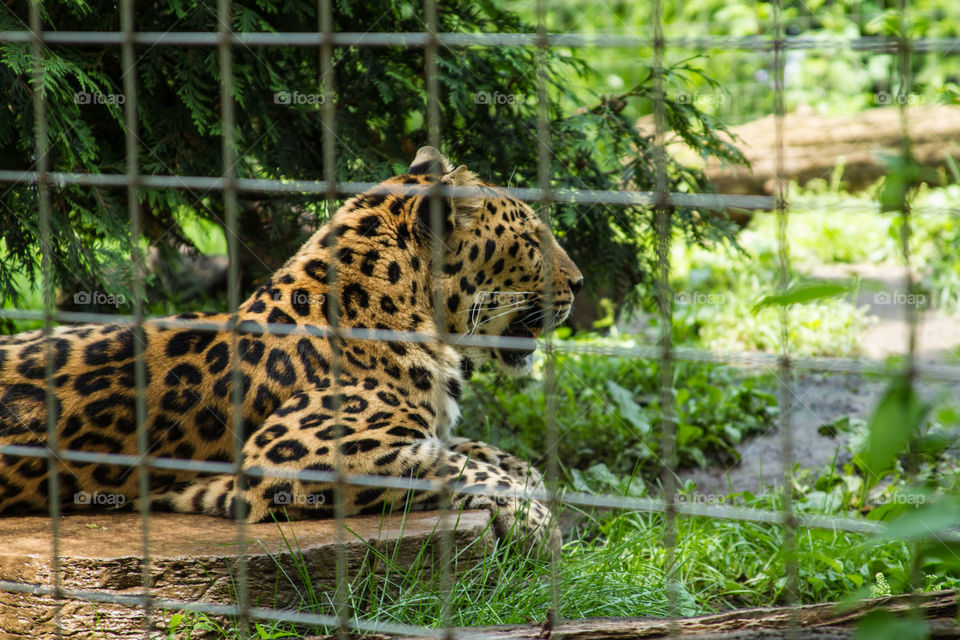leopard. a leopard trying to keep cool 