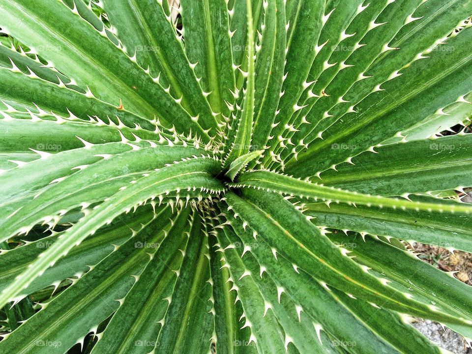 Thorny Tropical Green Plant