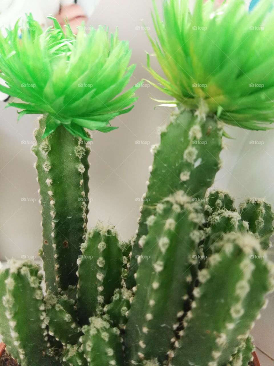 little cactus