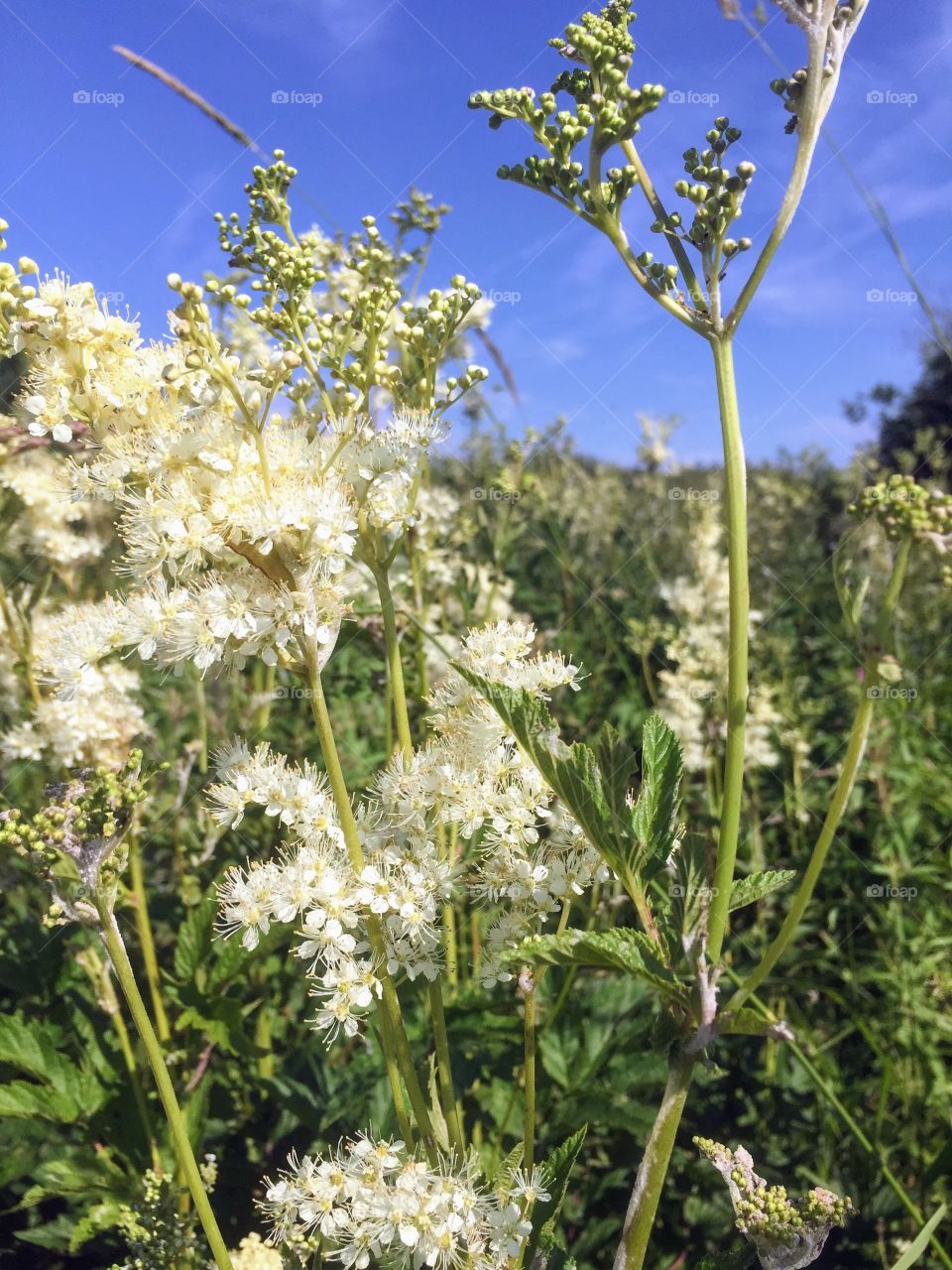 Полевые цветы 