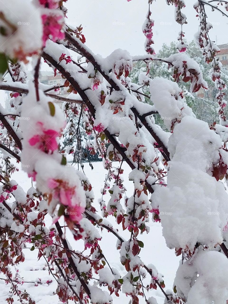 Branches with Japanese cherry blossom covered with April snow