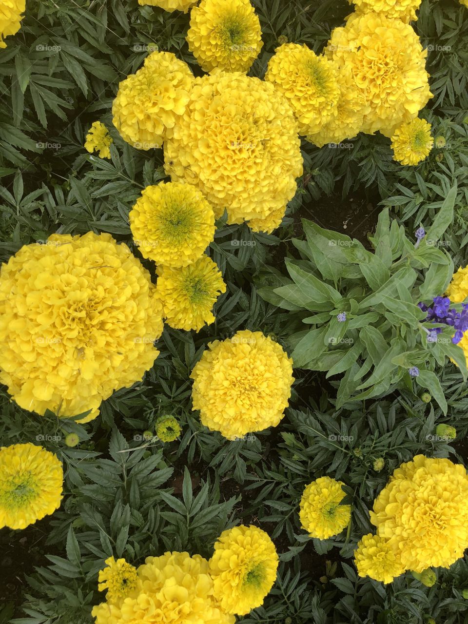Some more marigold beauties, equally lovely but this time they are yellow.