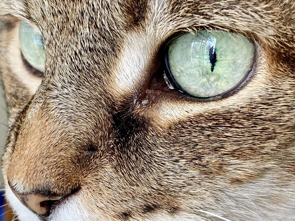 Close up of the face of a tabby cat with bright green eyes