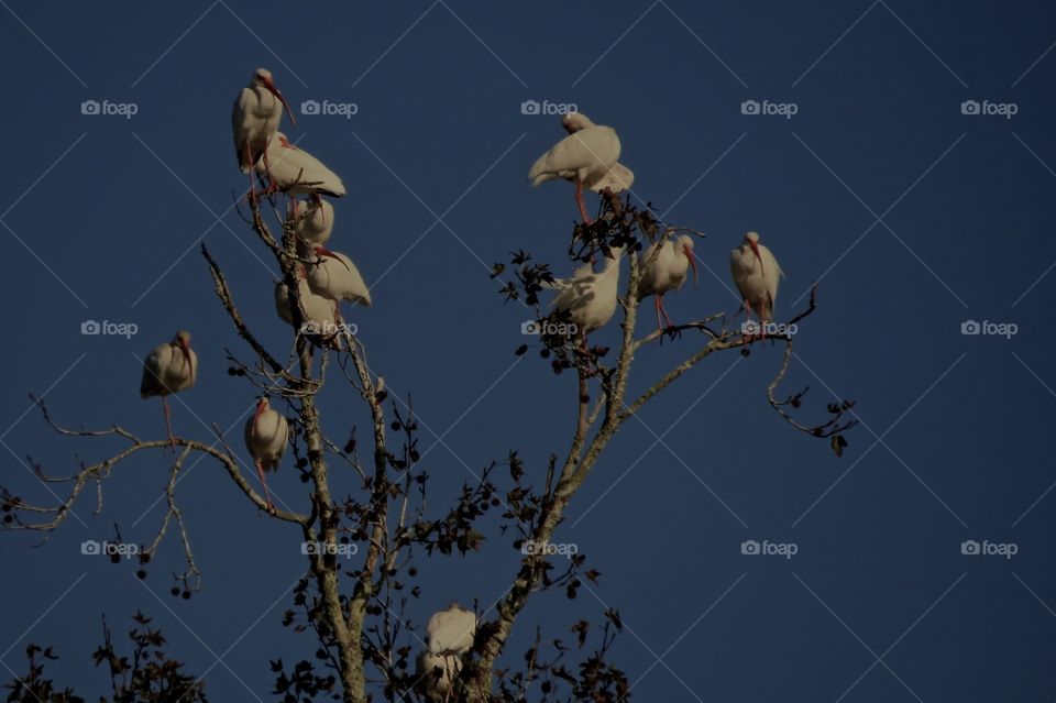 Flock of ibis in a tree