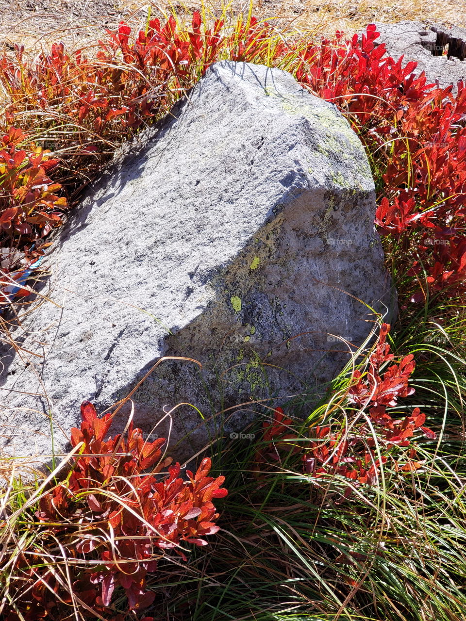 Brilliant fall colors of a landscape on the shores of Elk Lake in Oregon’s Cascade Mountains