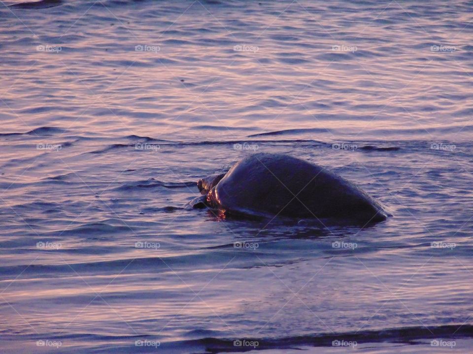 Sea turtle Hawaii