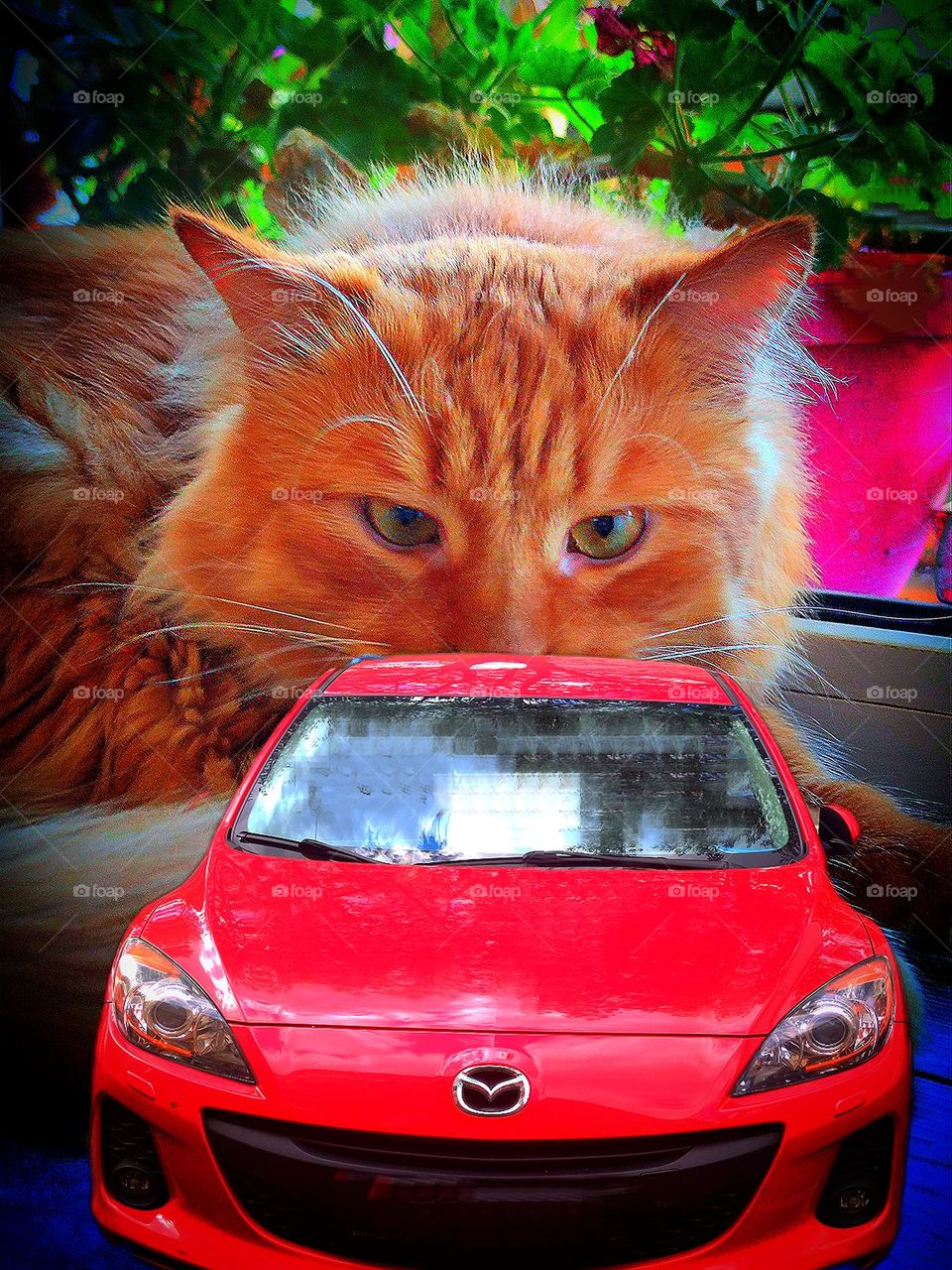 Cars. A ginger cat sits on the windowsill and looks at the red Mazda