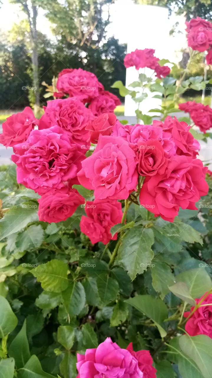 Rosen