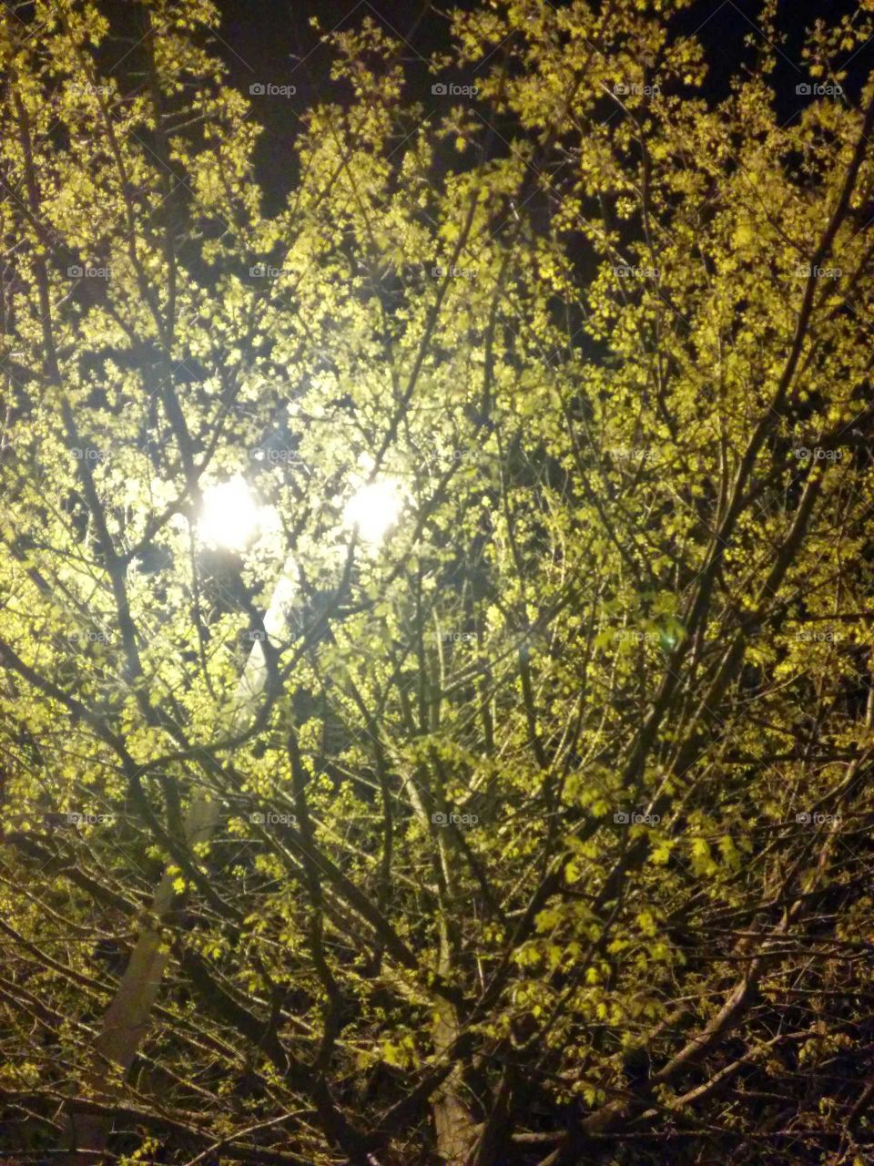 Yellow Flowered Tree at Night