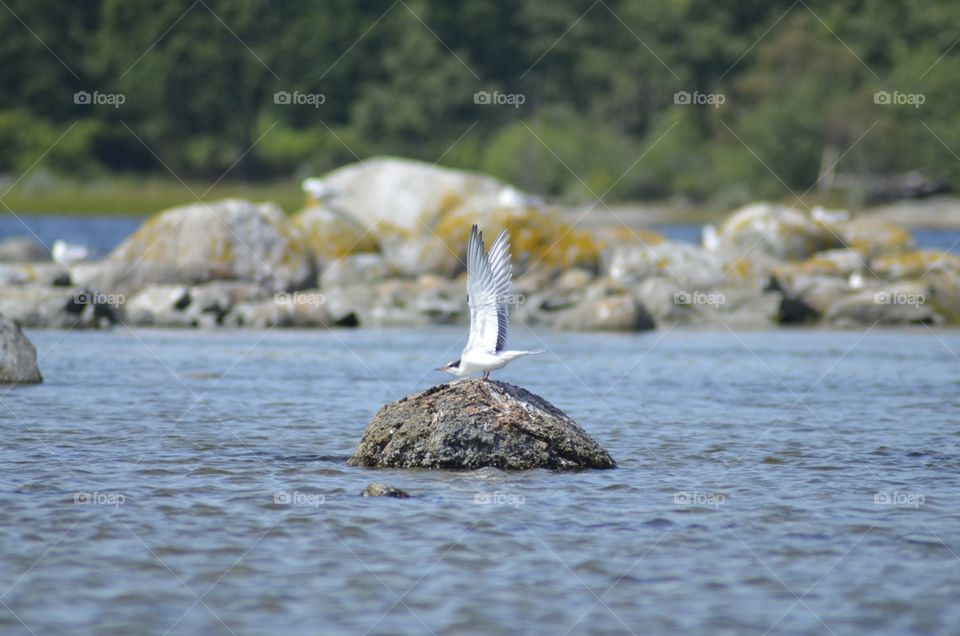 Tern, starting to fly