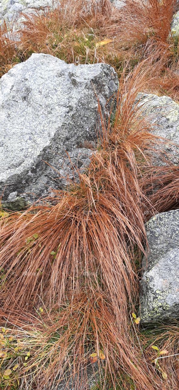 rock with yellow grass in the mountains