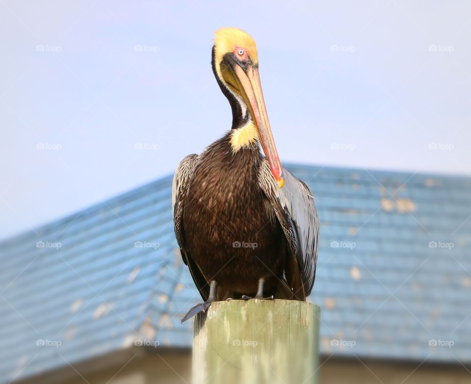 A pelican enjoying a beautiful day by the ocean.