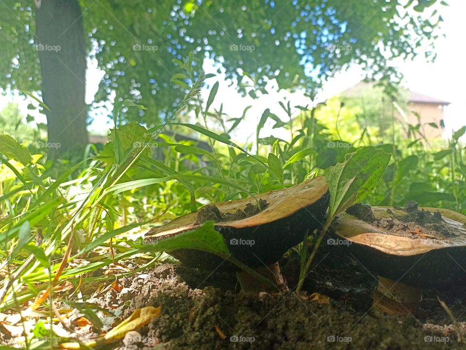 Mushroom in the forest