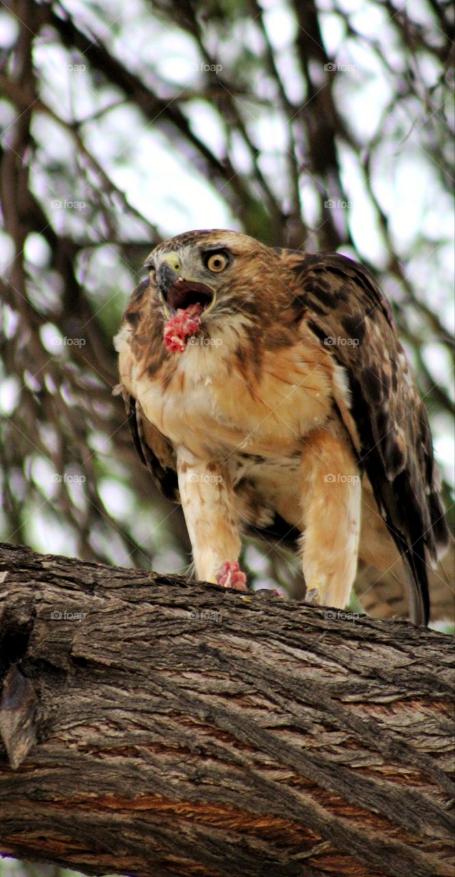 red tailed hawk enjoying meal