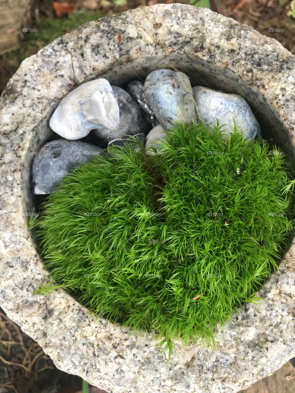 Beautiful moss 