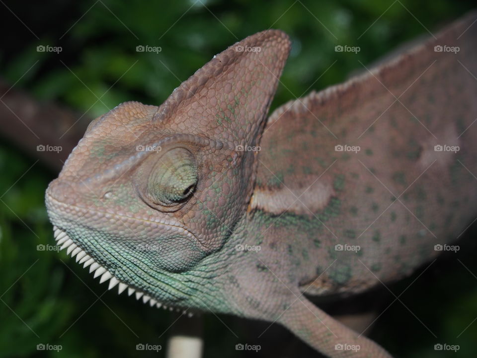 chameleon