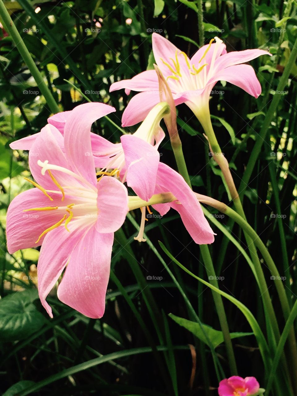 little pink beauty