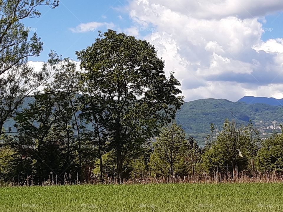 green tree, blue sky and white cloud