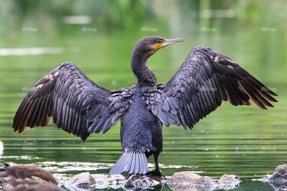 Cormorant drying its wings in a pond
