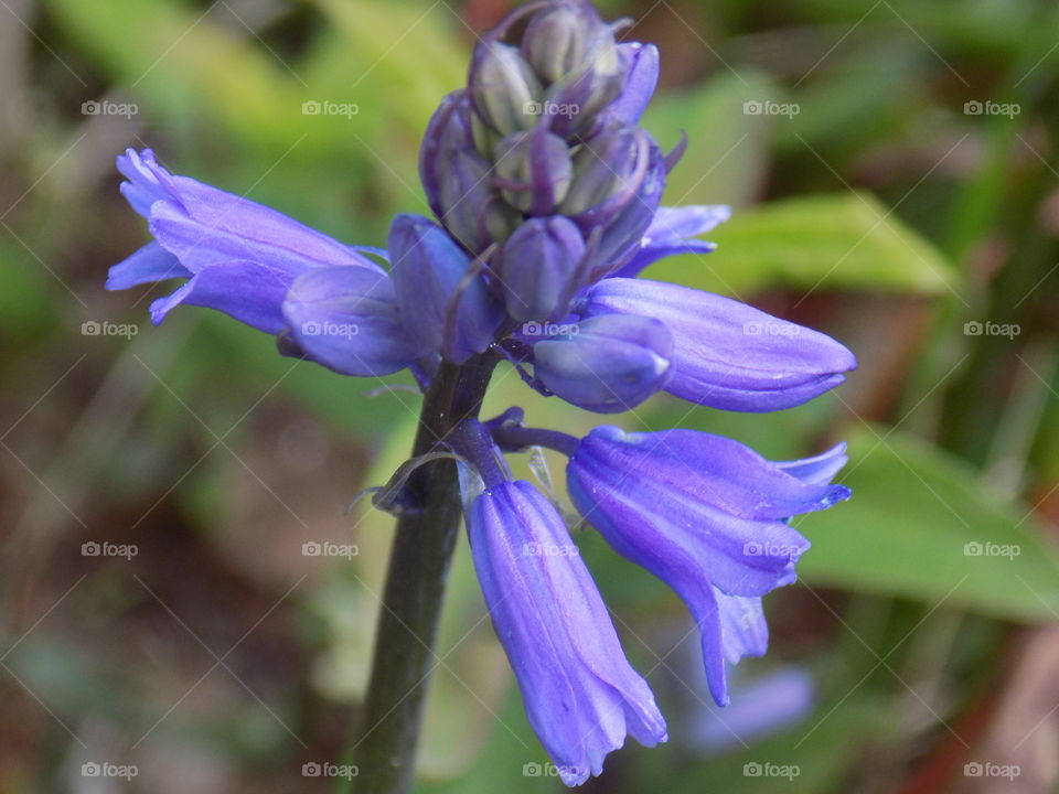 bluebell closeup