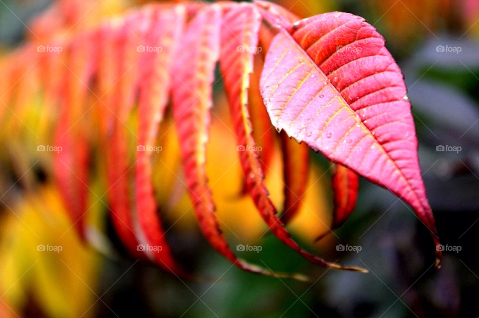 Close-up of autumn leaves