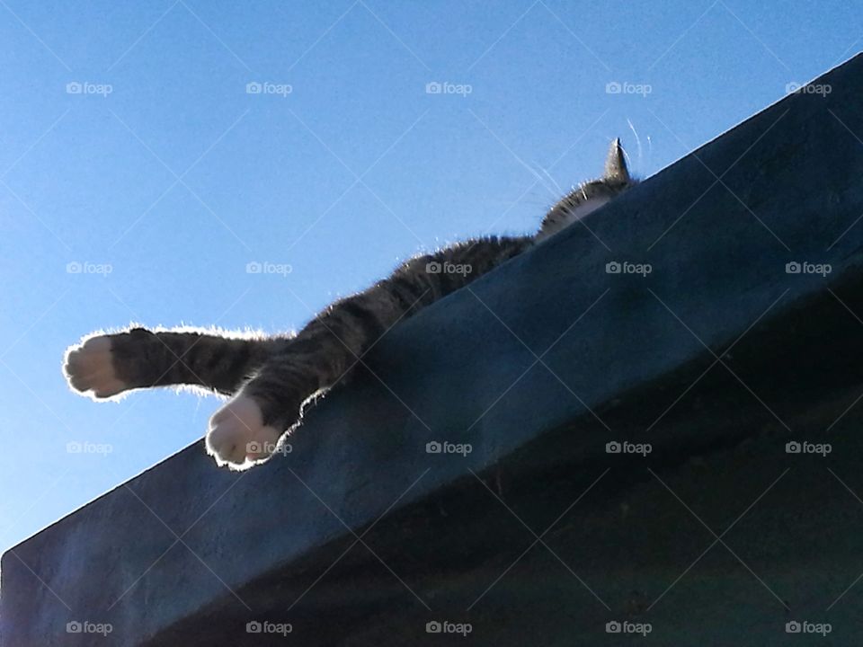 sunning cat