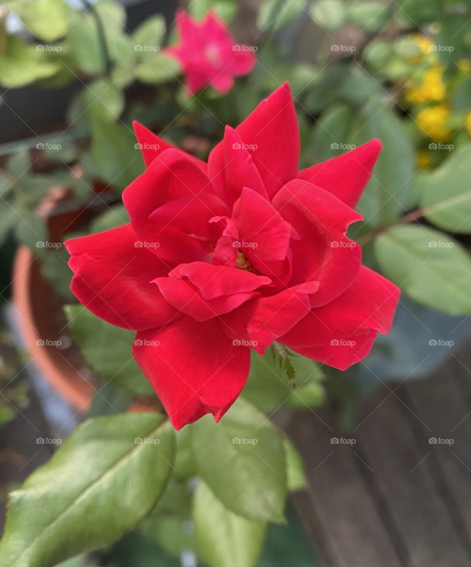Nothing feels more like spring than enjoying the vibrant color of a red rose from my garden. 
