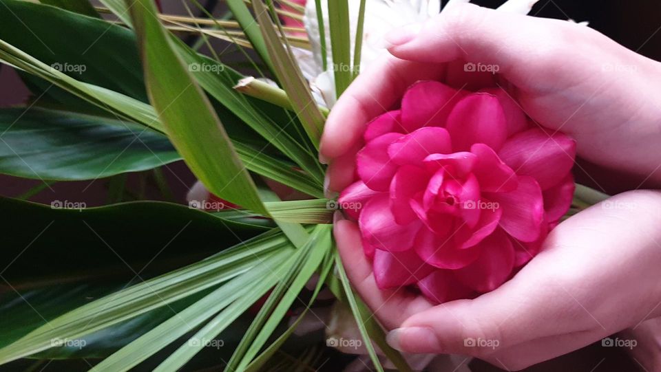 beautiful pink flower given all its splendor, offers love and happiness