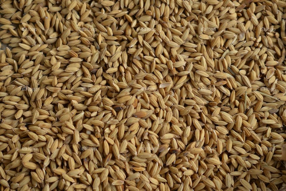 Barley Grain