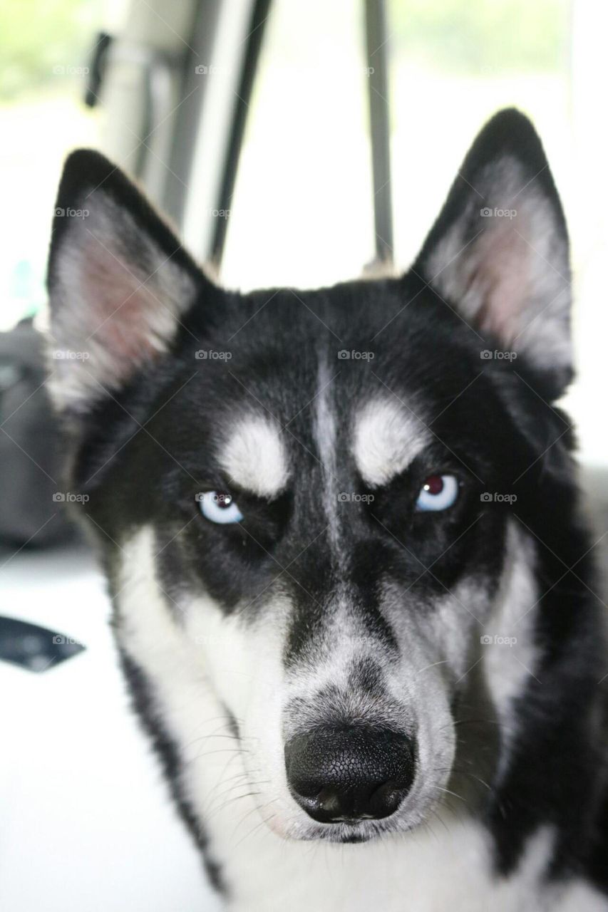 Yukon the husky. so serious