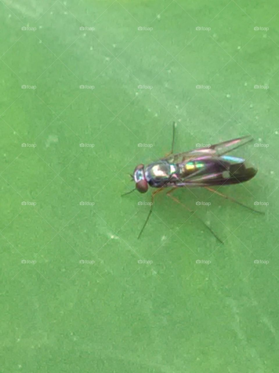 When it is alive and young, then it is very rare that one place does not stay.