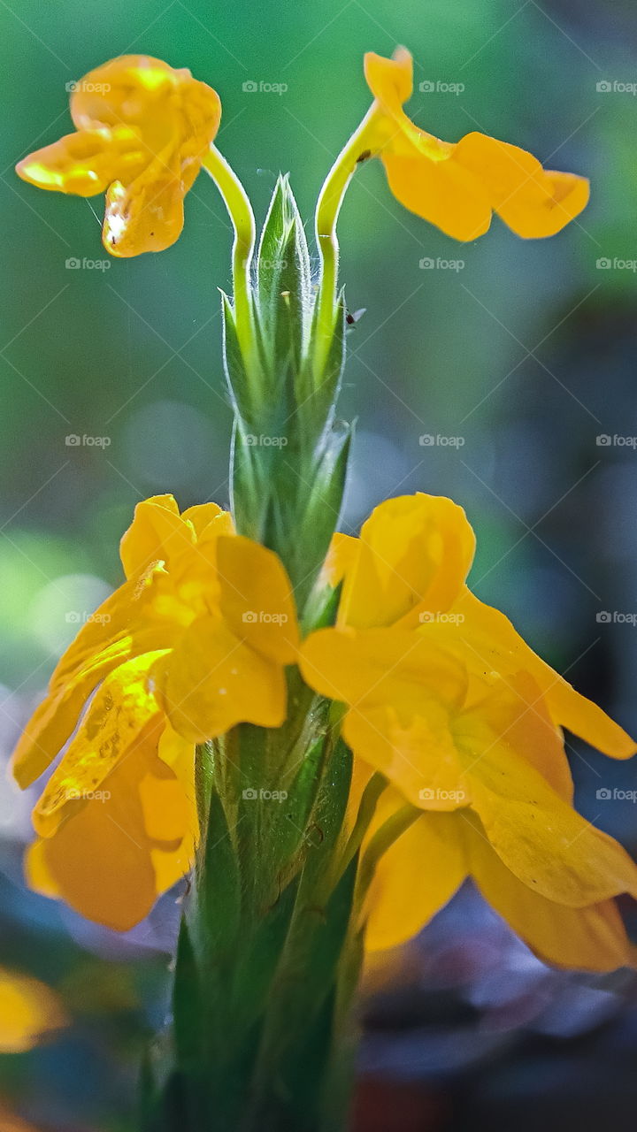 Yellow color of flowers
