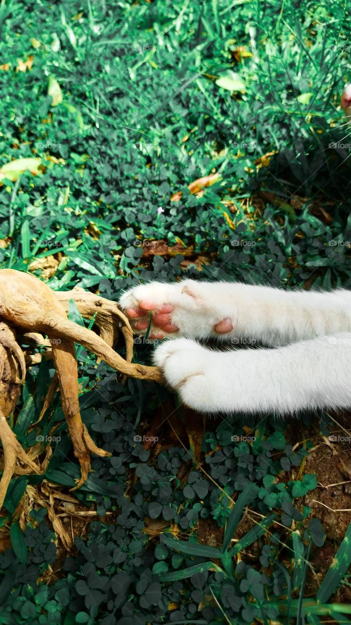 Cat paw touching a tree ❤ White cat hands / Nature / natural / Home garden