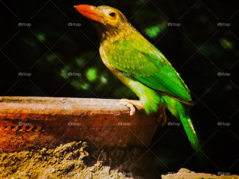 Brown Headed Barbet