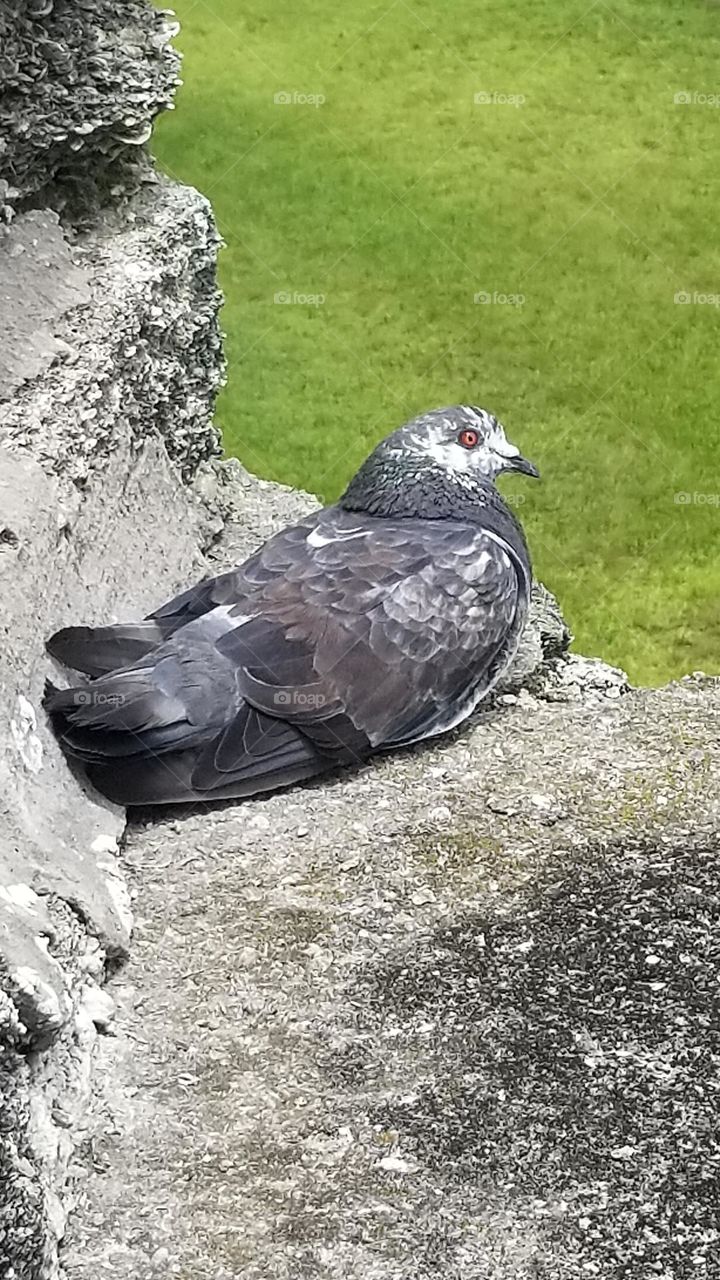 bird on ledge