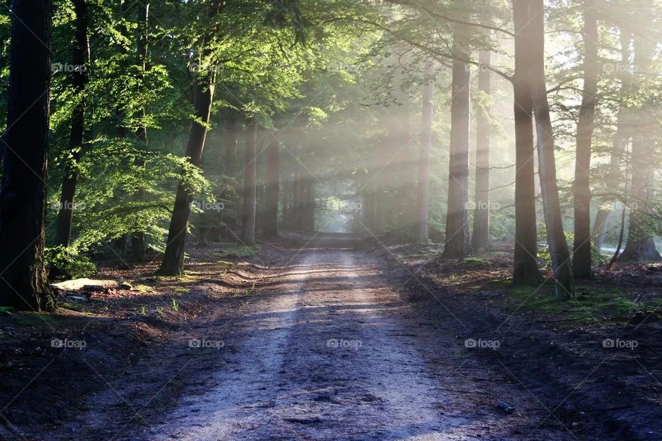 roads in forest