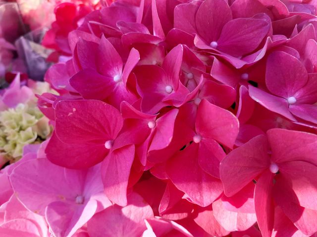 hydrangea