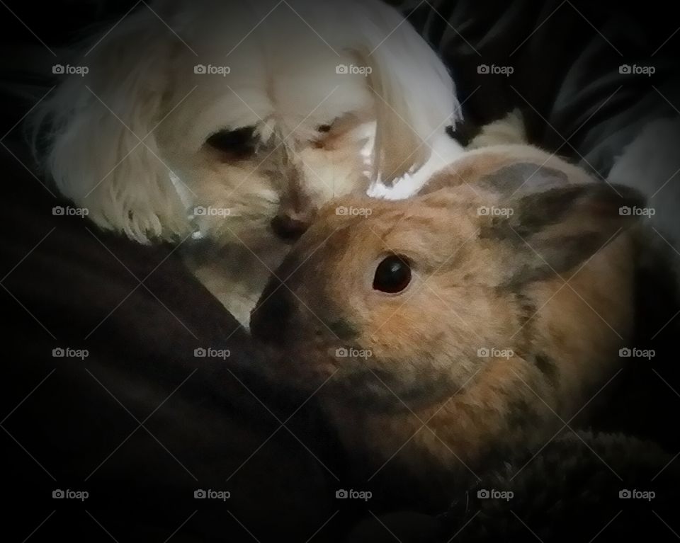 Pesci and Thumper. Pesci is always staring at Thumper in awwwwww....
