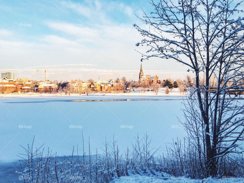 Winter, Snow, Tree, Landscape, Cold