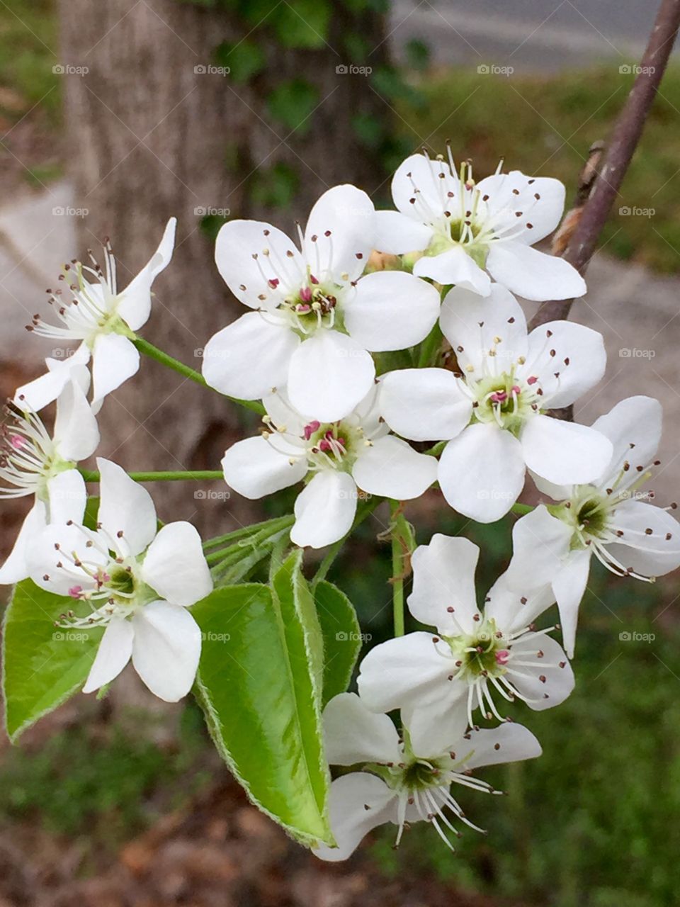 Pear Flowers