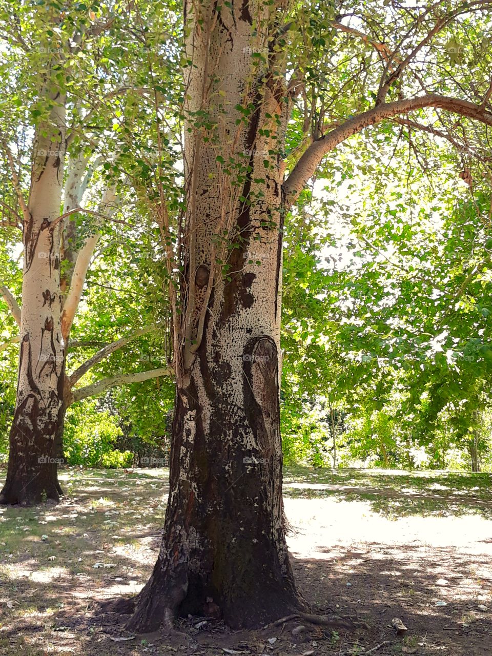 lovely trees in a park