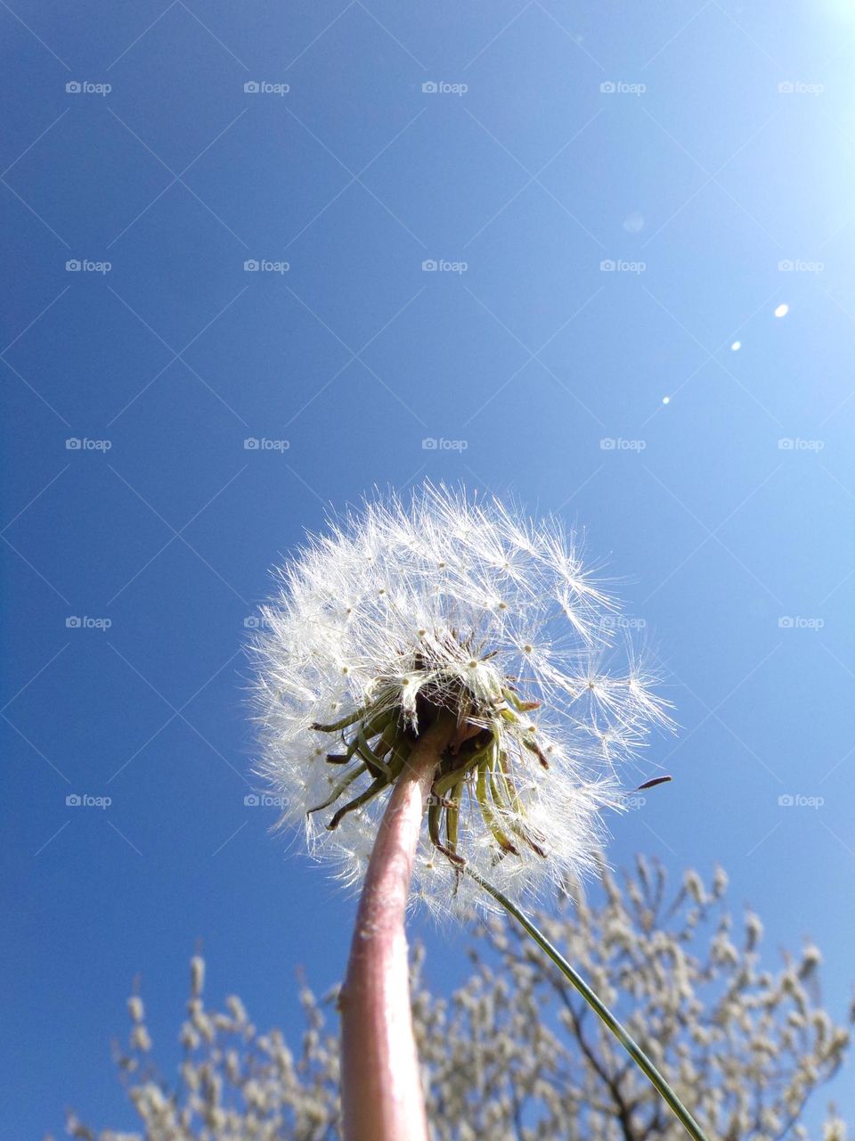 verblüter Löwenzahn