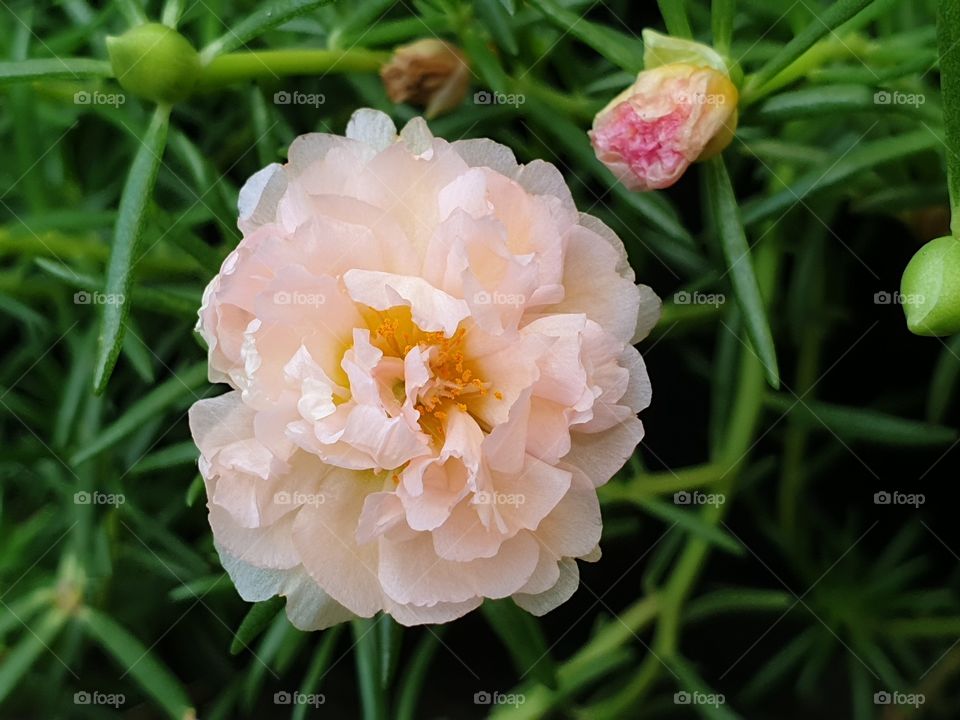 Nature, Summer, Leaf, Flora, Flower