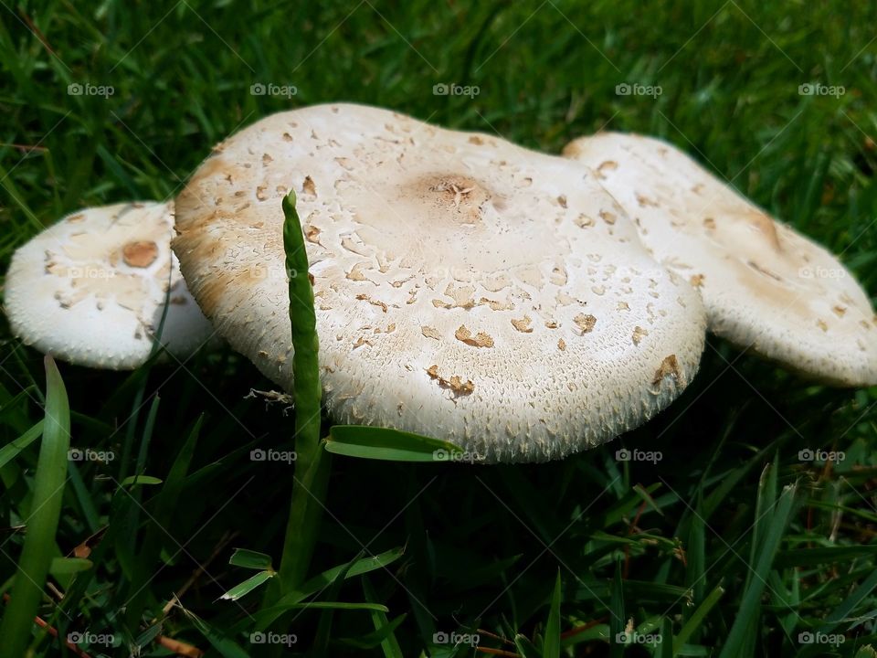 mushroom cluster